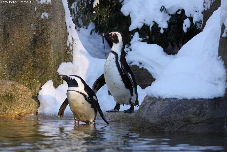 Brillenpinguine im Schnee im Zoo Wuppertal im Januar 2009 (Foto Peter Emmert)