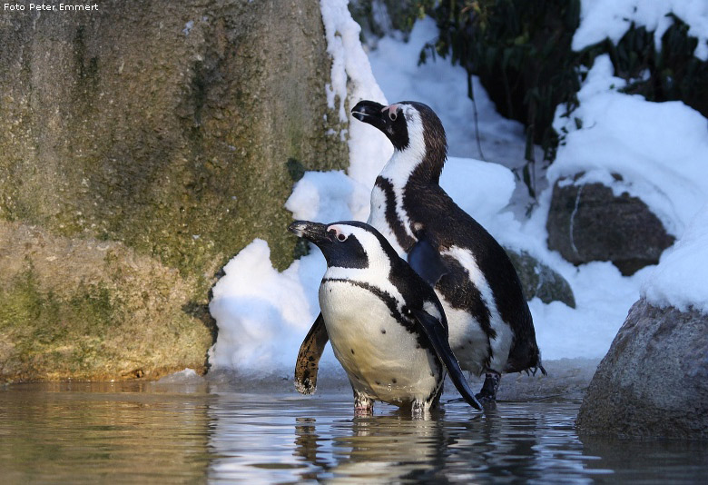 Brillenpinguine im Schnee im Zoologischen Garten Wuppertal im Januar 2009 (Foto Peter Emmert)