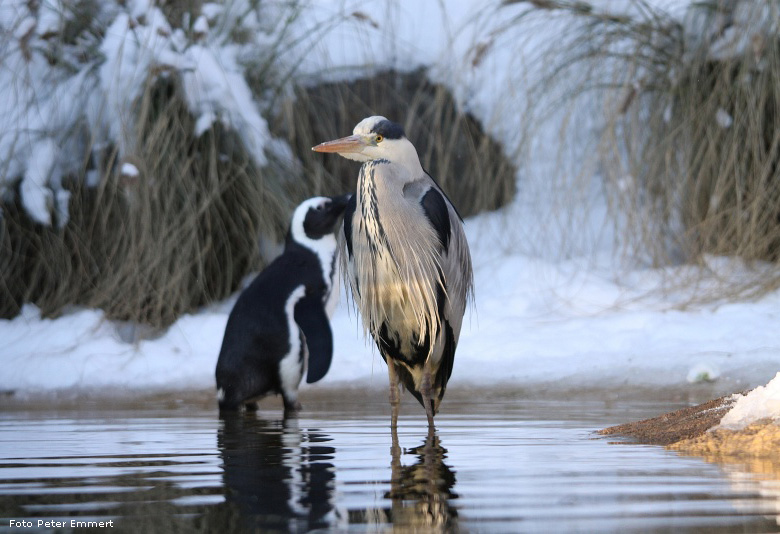 Ein Graureiher als regelmässiger Besucher der Brillenpinguine im Wuppertaler Zoo im Januar 2009 (Foto Peter Emmert)