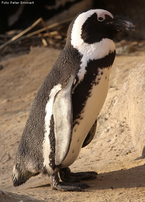 Brillenpinguin im Wuppertaler Zoo im Januar 2009 (Foto Peter Emmert)