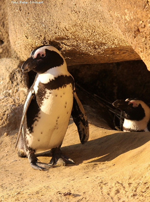 Brillenpinguine im Zoo Wuppertal im Januar 2009 (Foto Peter Emmert)