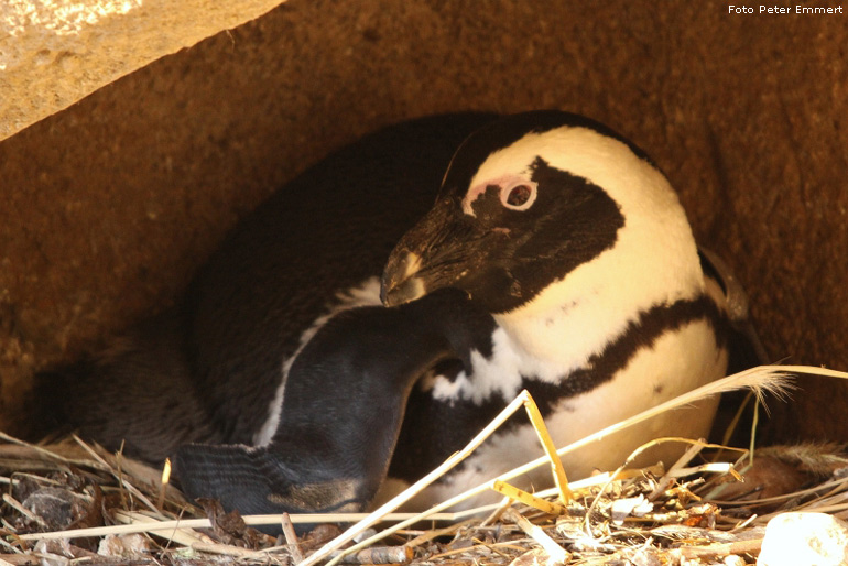 Brillenpinguin im Zoologischen Garten Wuppertal im Januar 2009 (Foto Peter Emmert)