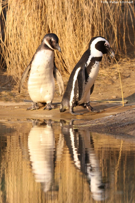 Brillenpinguine im Wuppertaler Zoo im Januar 2009 (Foto Peter Emmert)