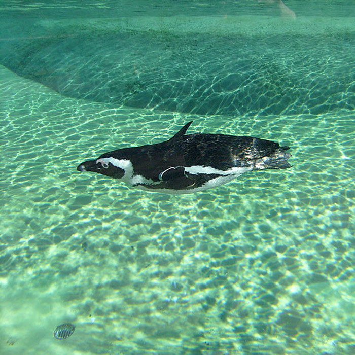 Brillenpinguin im Wuppertaler Zoo im März 2009