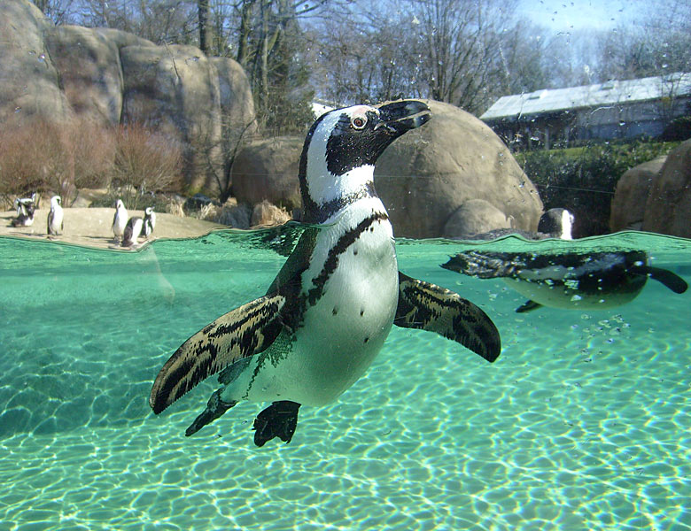 Brillenpinguin im Zoologischen Garten Wuppertal im März 2009