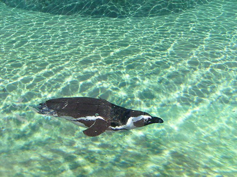 Brillenpinguin im Wuppertaler Zoo im März 2009