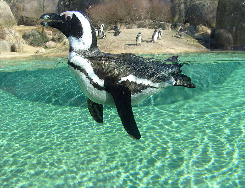 Brillenpinguin im Zoo Wuppertal im März 2009