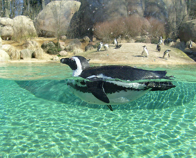 Brillenpinguin im Zoologischen Garten Wuppertal im März 2009