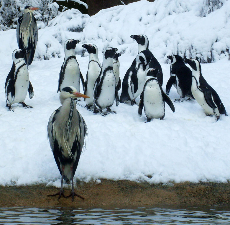 Graureiher bei den Brillenpinguinen im Zoo Wuppertal am 6. März 2010