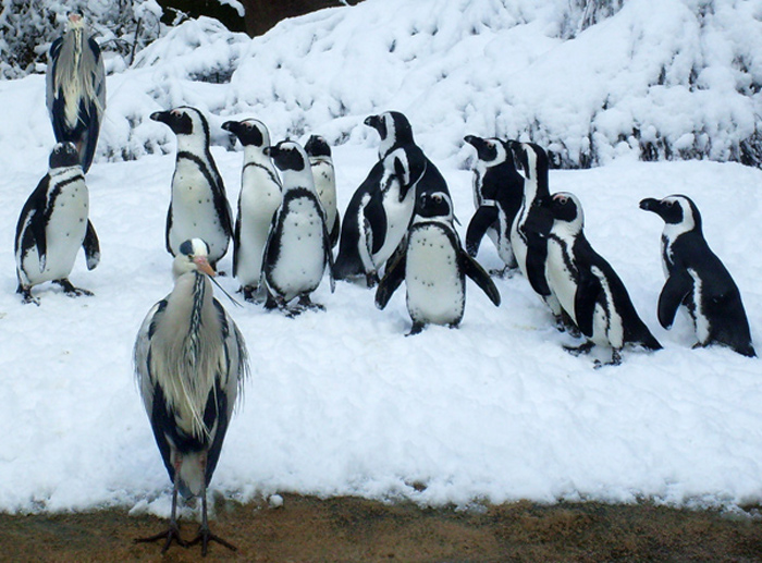 Graureiher bei den Brillenpinguinen im Zoo Wuppertal am 6. März 2010