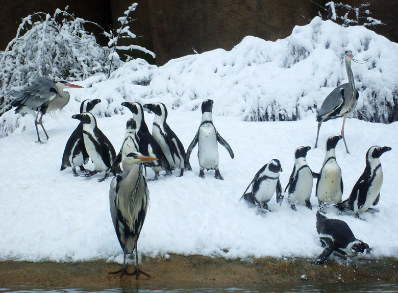 Graureiher bei den Brillenpinguinen im Wuppertaler Zoo am 6. März 2010