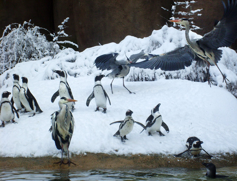 Graureiher bei den Brillenpinguinen im Zoologischen Garten Wuppertal am 6. März 2010