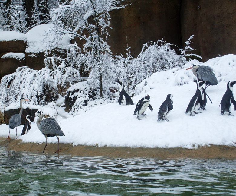 Graureiher bei den Brillenpinguinen im Zoologischen Garten Wuppertal am 6. März 2010