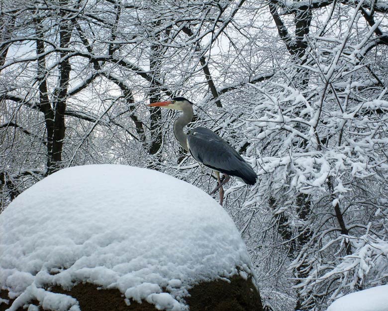 Graureiher bei den Brillenpinguinen im Wuppertaler Zoo am 6. März 2010