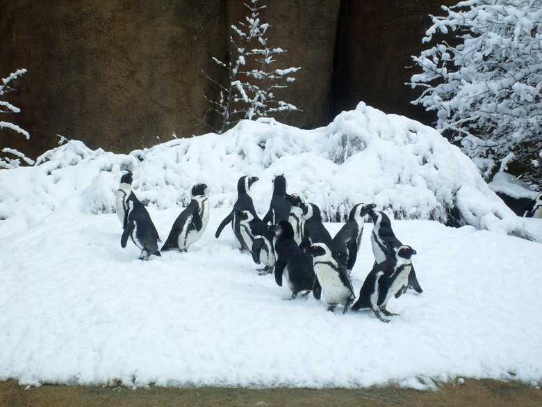 Brillenpinguine im Wuppertaler Zoo am 6. März 2010