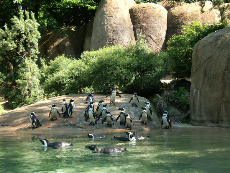 Brillenpinguine im Zoo Wuppertal im Juni 2010