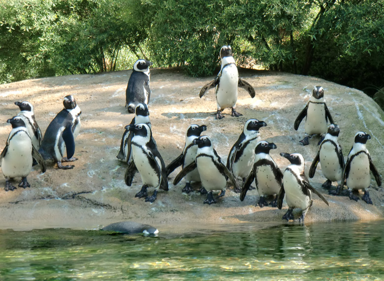 Brillenpinguine im Zoologischen Garten Wuppertal im Juni 2010