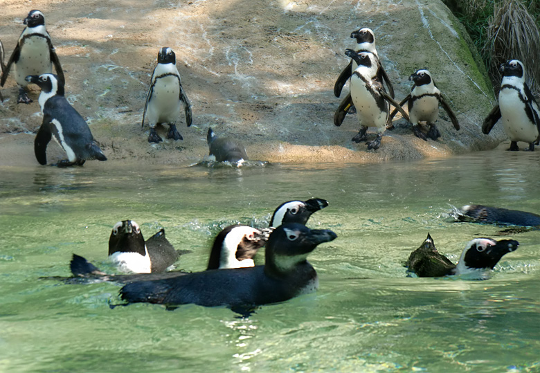 Brillenpinguine im Wuppertaler Zoo im Juni 2010