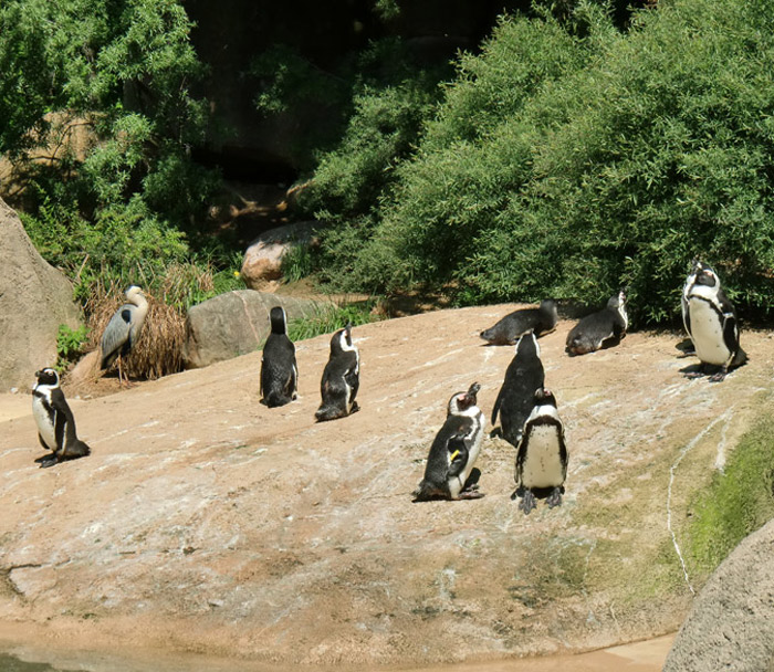 Brillenpinguine im Wuppertaler Zoo im Juni 2010