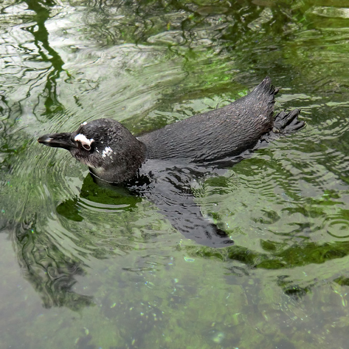 Brillenpinguine im Wuppertaler Zoo im April 2011