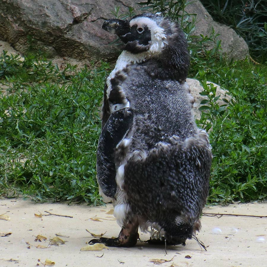 Brillenpinguin in der Mauser im Wuppertaler Zoo im Juli 2011