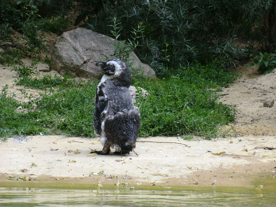 Brillenpinguin im Mauserfederkleid im Zoologischen Garten Wuppertal im Juli 2011