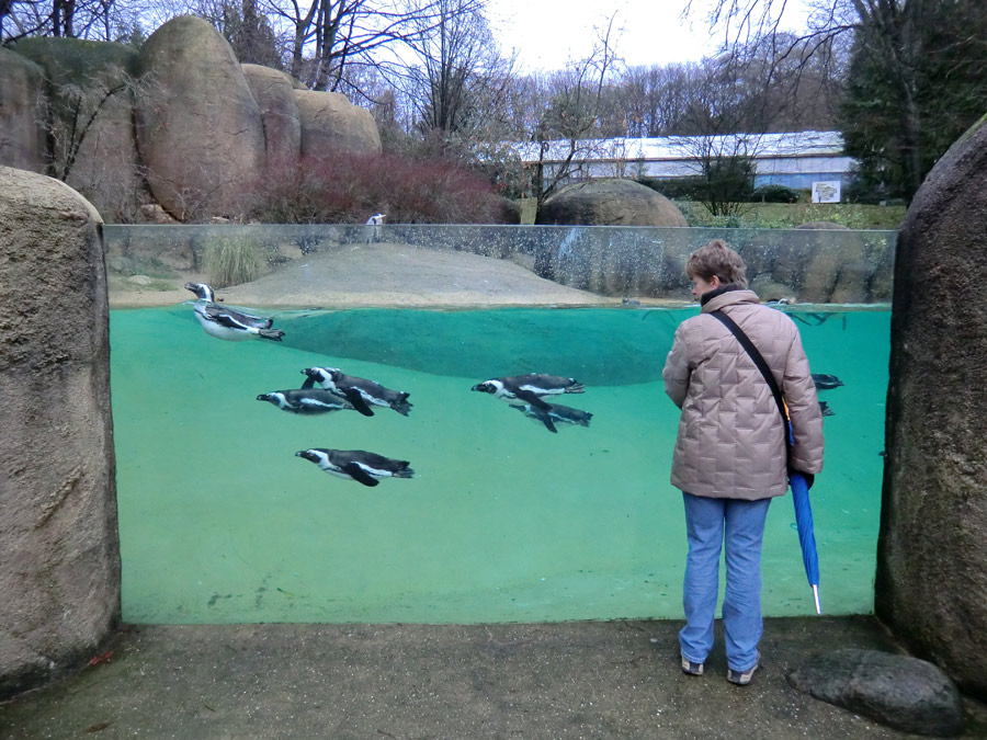 Brillenpinguine im Zoo Wuppertal im Dezember 2011