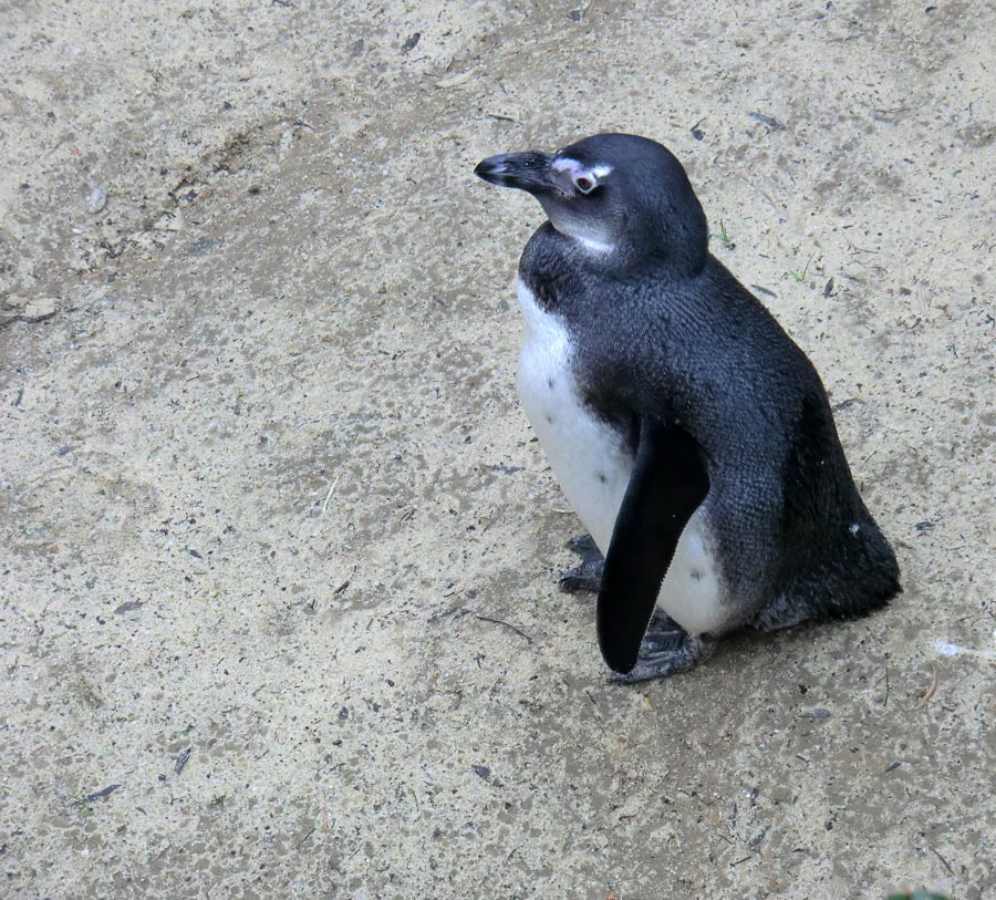 Brillenpinguin im Zoologischen Garten Wuppertal im Dezember 2012