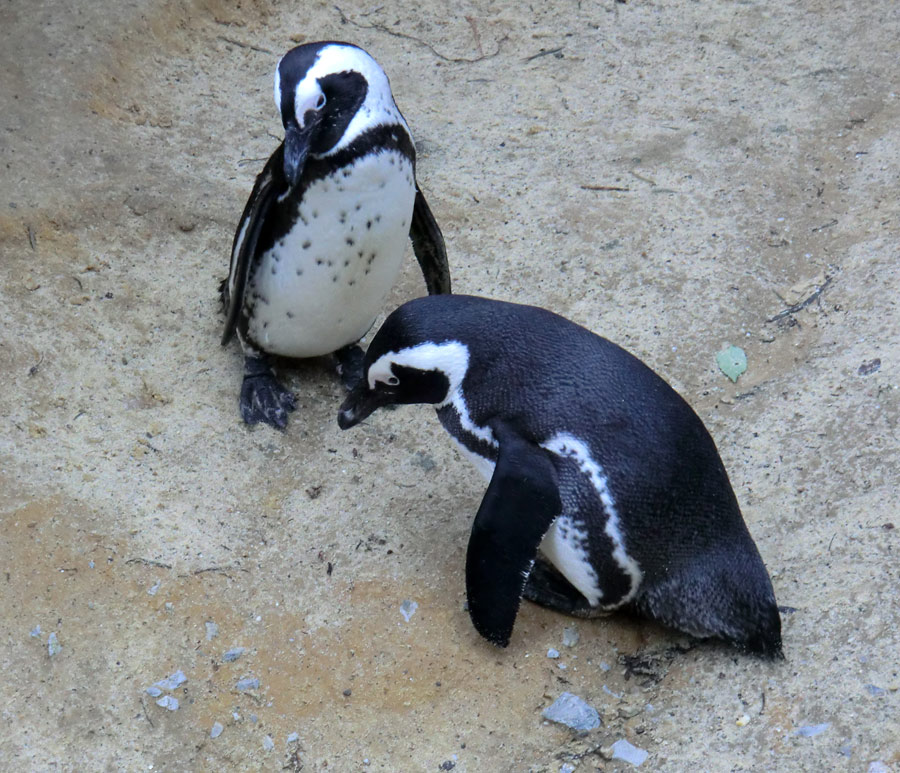 Brillenpinguine im Wuppertaler Zoo im Dezember 2012