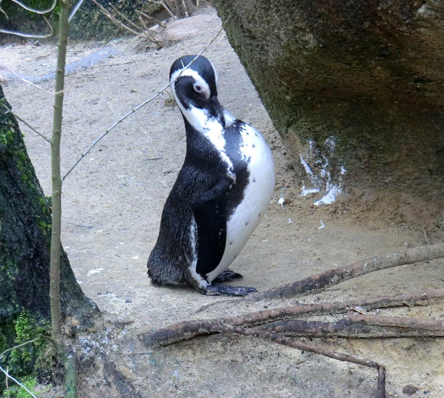 Brillenpinguin im Zoo Wuppertal im Dezember 2012