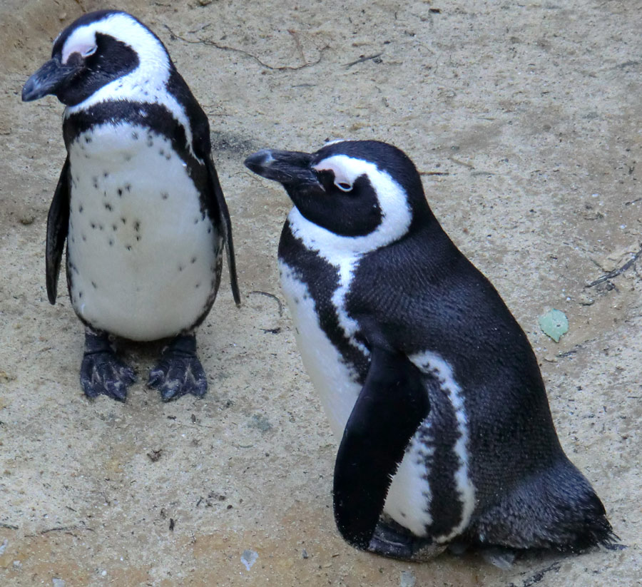 Brillenpinguine im Zoo Wuppertal im Dezember 2012