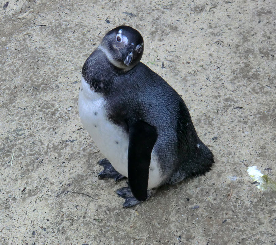 Brillenpinguin im Zoologischen Garten Wuppertal im Dezember 2012