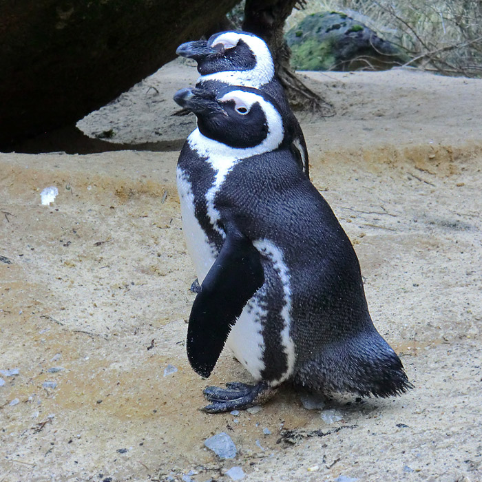 Brillenpinguine im Wuppertaler Zoo im Dezember 2012