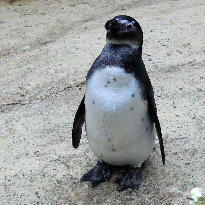 Brillenpinguin im Wuppertaler Zoo im Dezember 2012