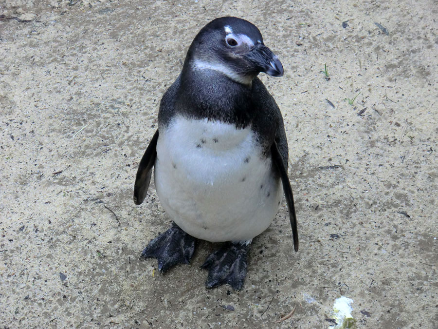 Brillenpinguin im Wuppertaler Zoo im Dezember 2012