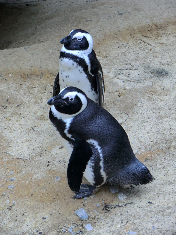 Brillenpinguine im Zoo Wuppertal im Dezember 2012