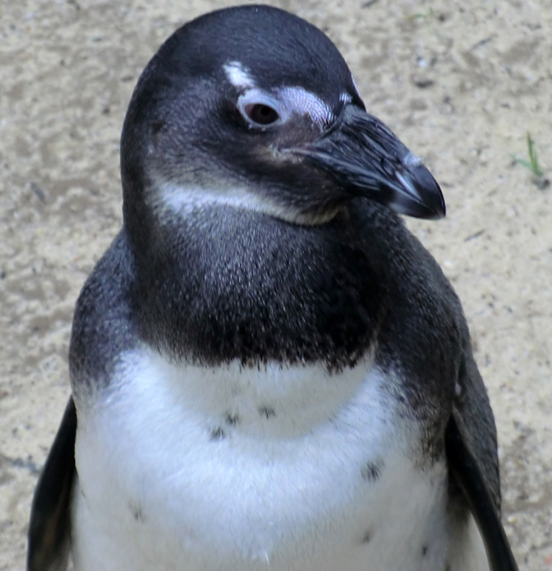 Brillenpinguin im Zoologischen Garten Wuppertal im Dezember 2012