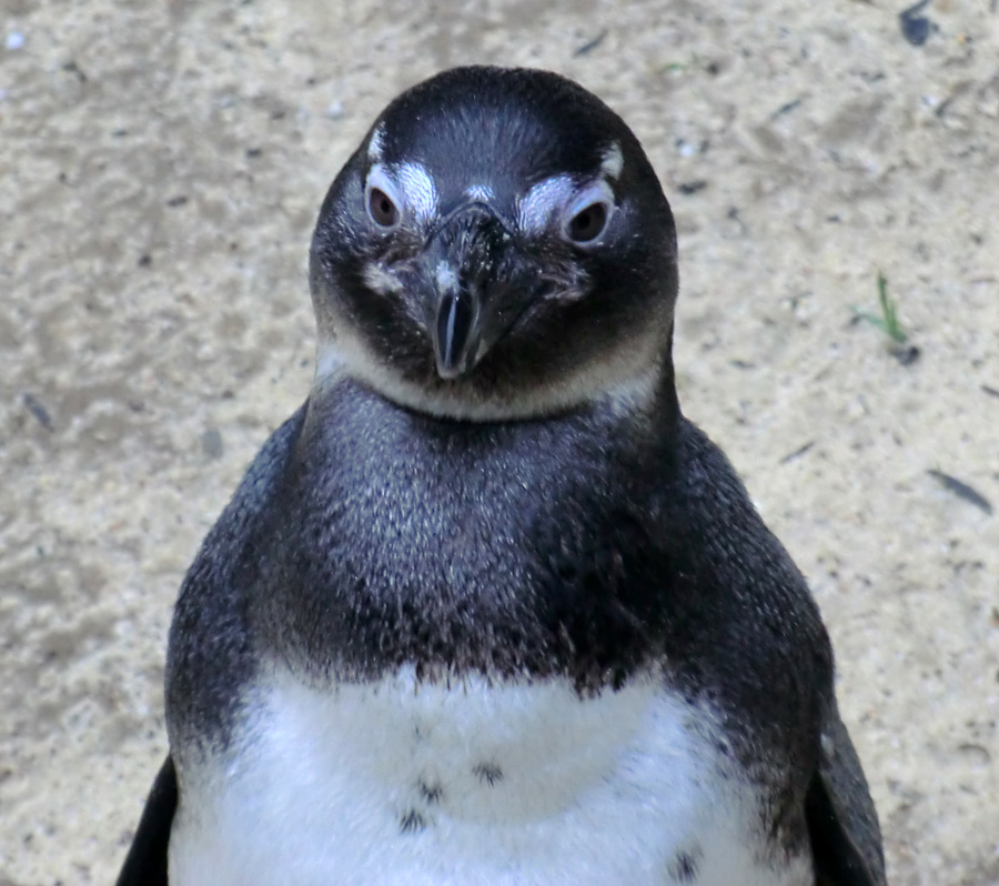 Brillenpinguin im Wuppertaler Zoo im Dezember 2012