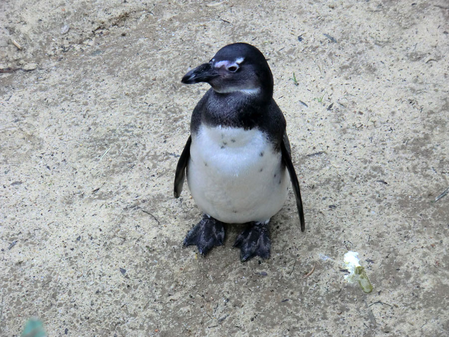 Brillenpinguin im Zoo Wuppertal im Dezember 2012