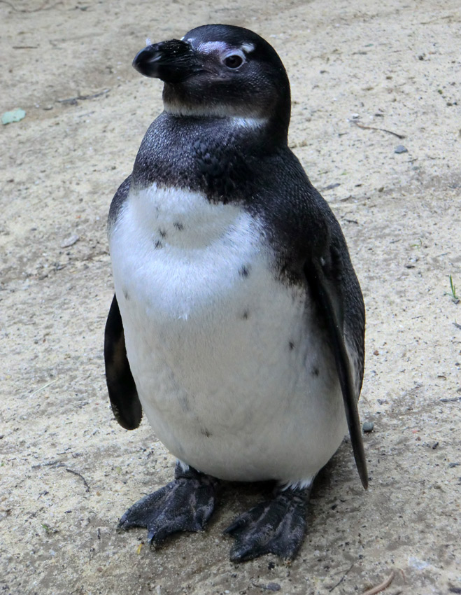 Brillenpinguin im Wuppertaler Zoo im Dezember 2012