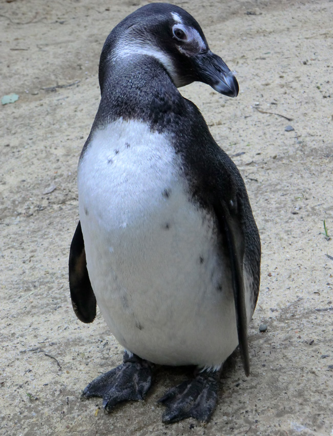 Brillenpinguin im Zoo Wuppertal im Dezember 2012