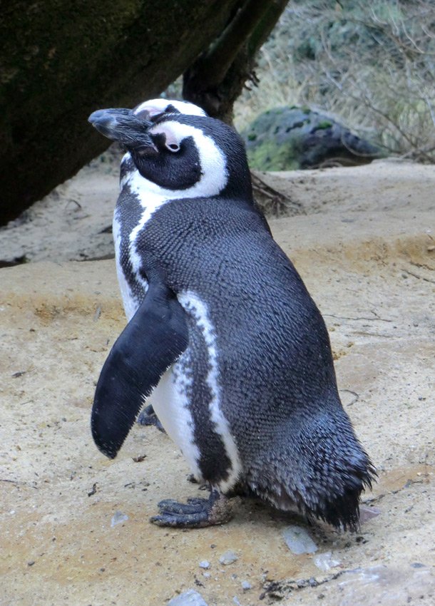 Brillenpinguine im Zoologischen Garten Wuppertal im Dezember 2012