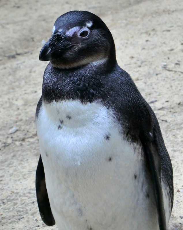 Brillenpinguin im Wuppertaler Zoo im Dezember 2012