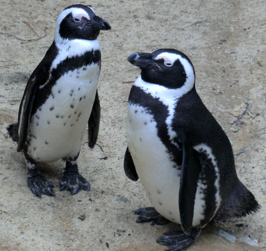 Brillenpinguine im Zoologischen Garten Wuppertal im Dezember 2012