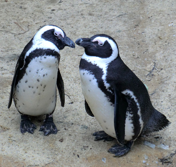 Brillenpinguine im Wuppertaler Zoo im Dezember 2012