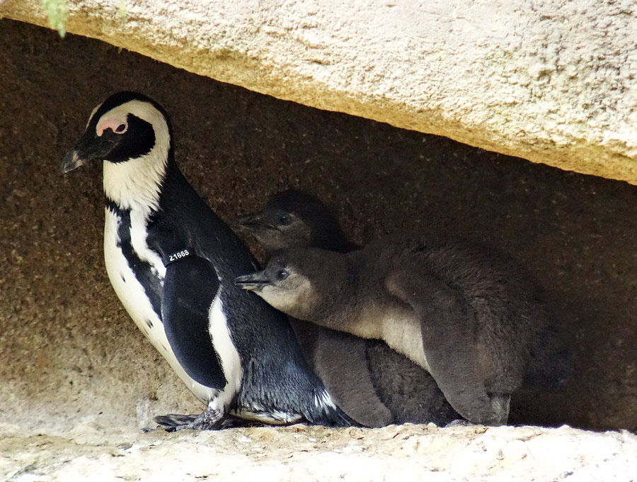 Brillenpinguin Jungtiere im Zoo Wuppertal im April 2015