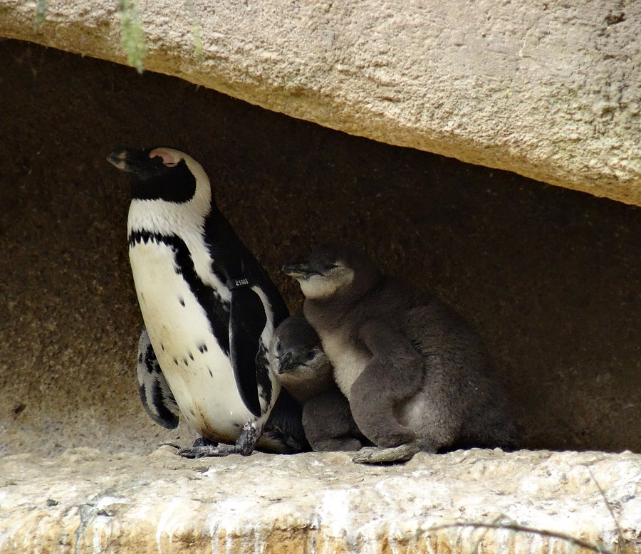 Brillenpinguin Jungtiere im Zoologischen Garten der Stadt Wuppertal im April 2015