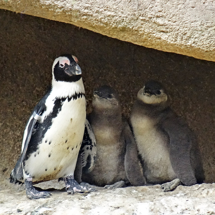 Brillenpinguin mit zwei Jungtieren im Wuppertaler Zoo im April 2015