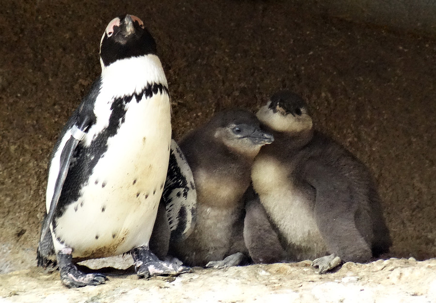 Brillenpinguin Jungtiere im Grünen Zoo Wuppertal im April 2015