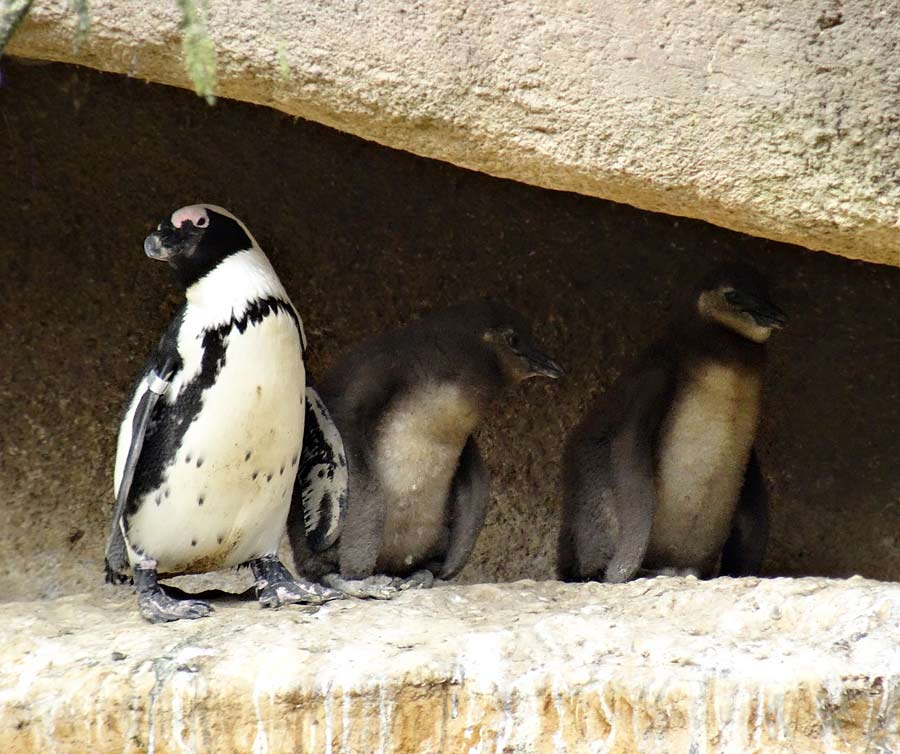 Brillenpinguin mit Jungtieren im Wuppertaler Zoo im April 2015